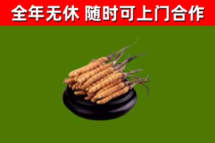 萝北县回收冬虫夏草