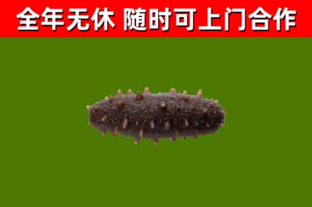 萝北县回收海参干